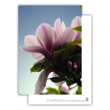 Postcard | Magnolia
